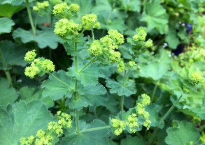 Frauenmantel Garten und Atelier Alchemilla Kulturkloster Malgarten Kloster Silke Schwarz Gartenarchitektin